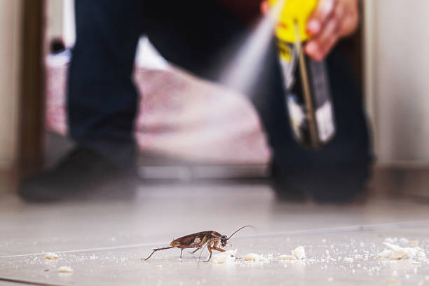 Flea Control Services in Bayport, NY