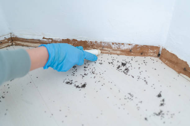 Wasp Removal Services in Bayport, NY